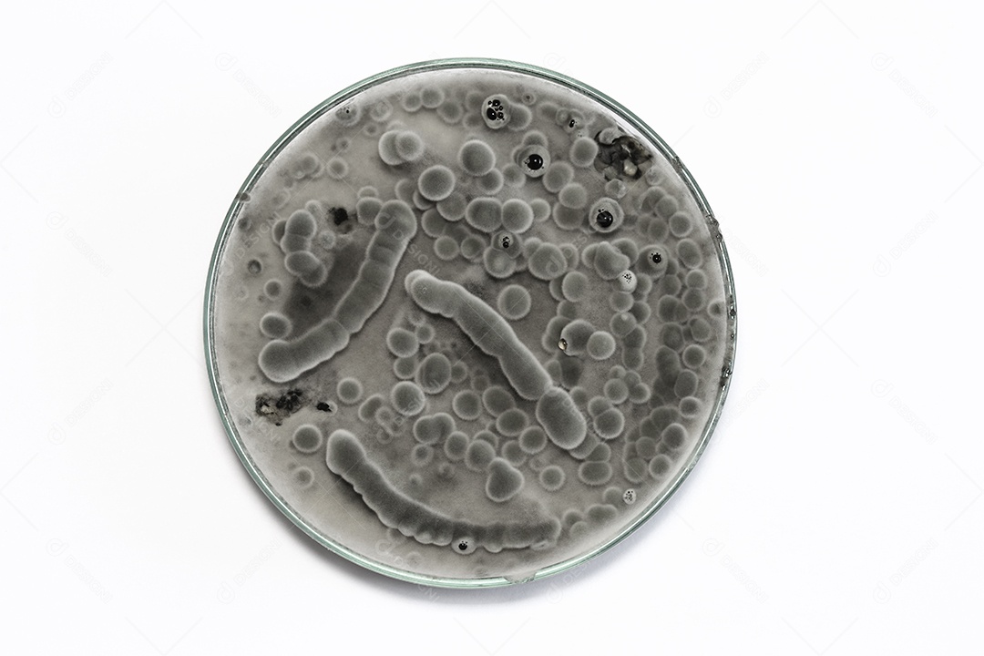 Microscópio fungos bactérias