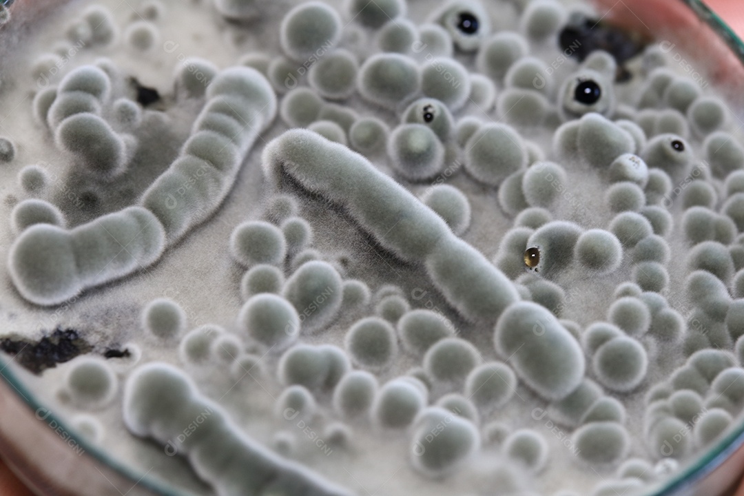 Microscópio fungos bactérias