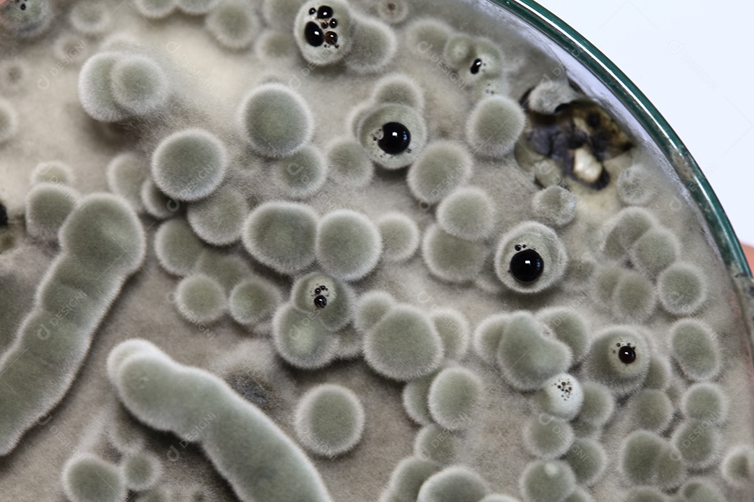 Microscópio fungos bactérias