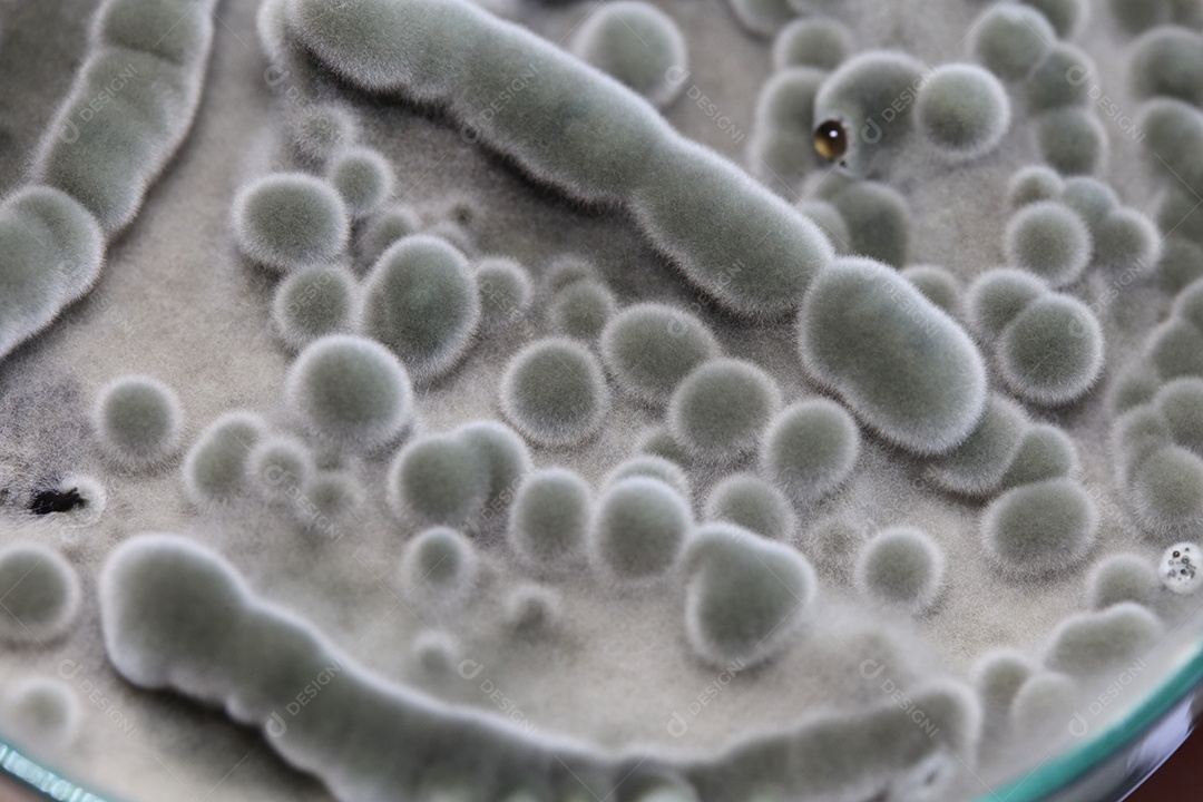 Microscópio fungos bactérias