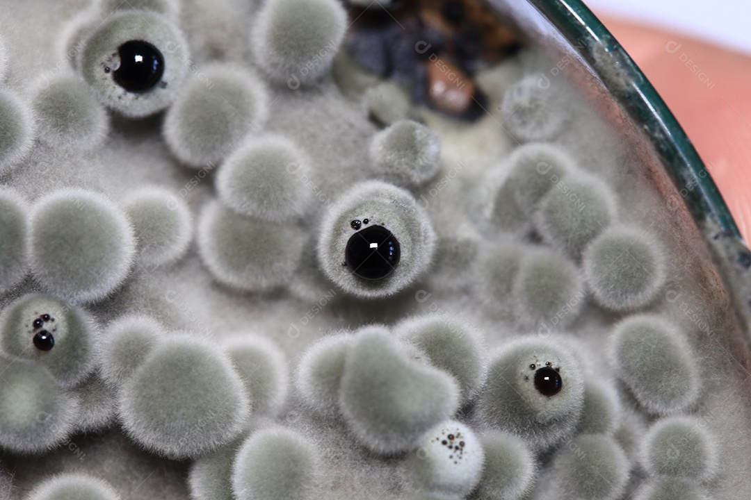 Microscópio fungos bactérias