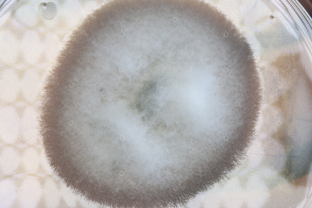 Microscópio fungos bactérias