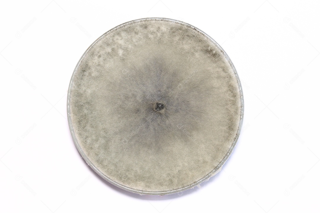 Microscópio fungos bactérias