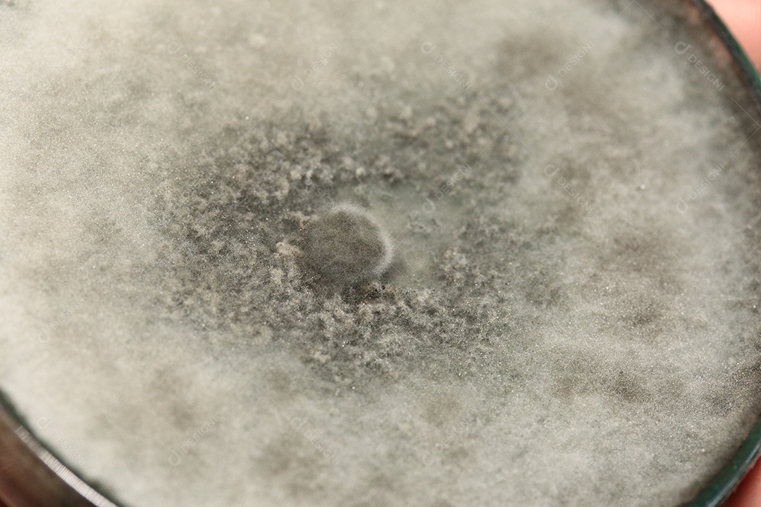 Microscópio fungos bactérias