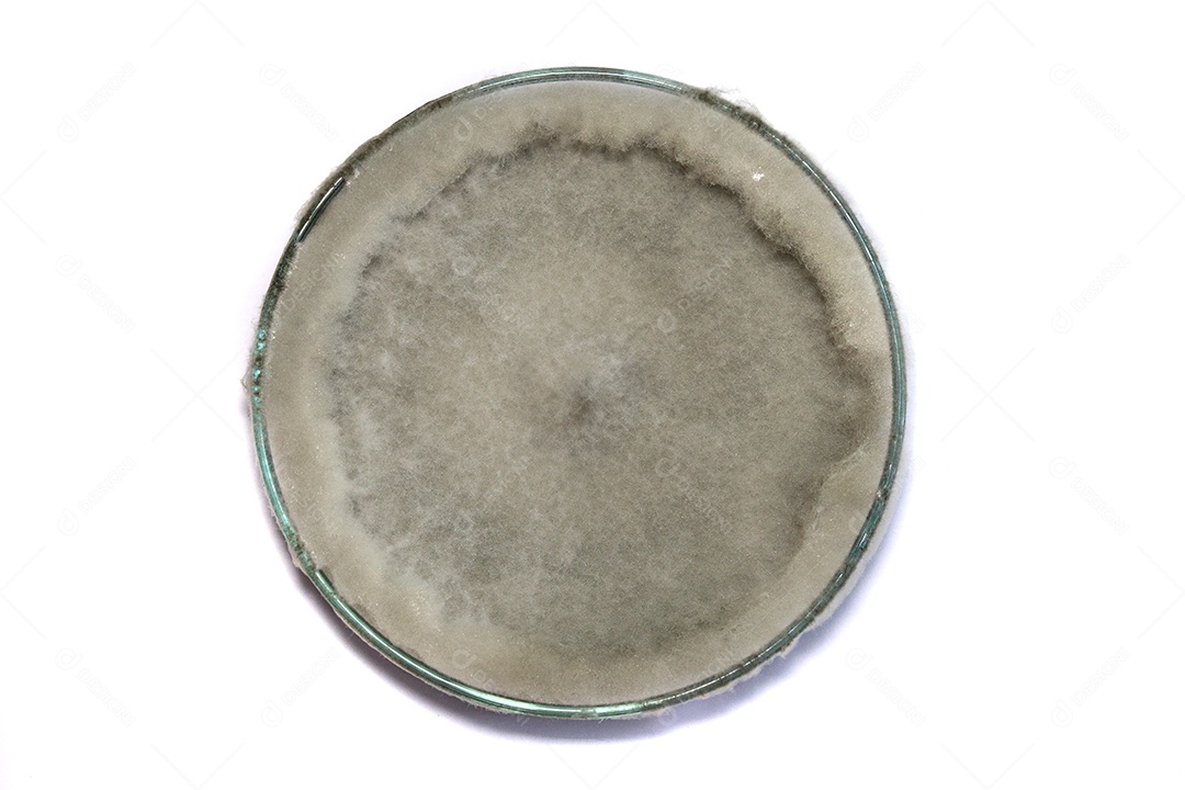 Microscópio fungos bactérias