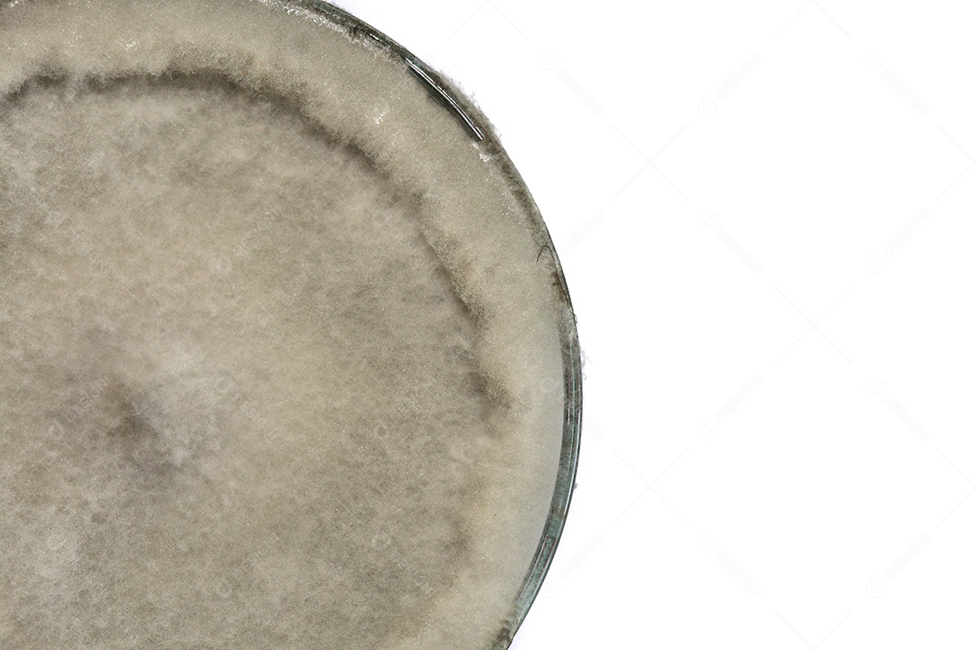 Microscópio fungos bactérias