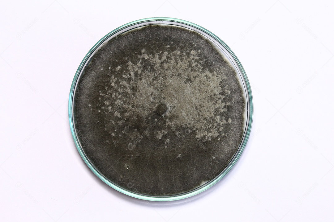 Microscópio fungos bactérias