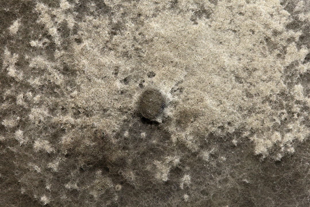 Microscópio fungos bactérias