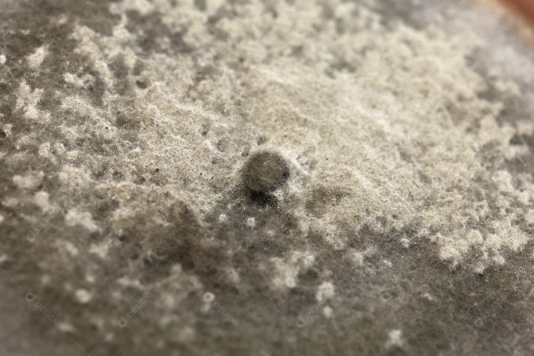 Microscópio fungos bactérias