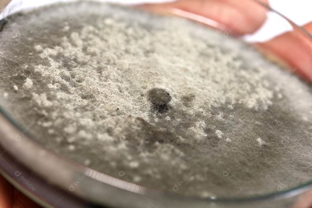 Microscópio fungos bactérias