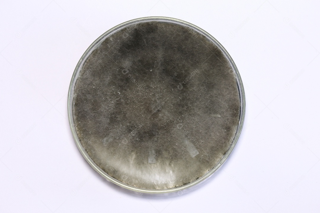 Microscópio fungos bactérias