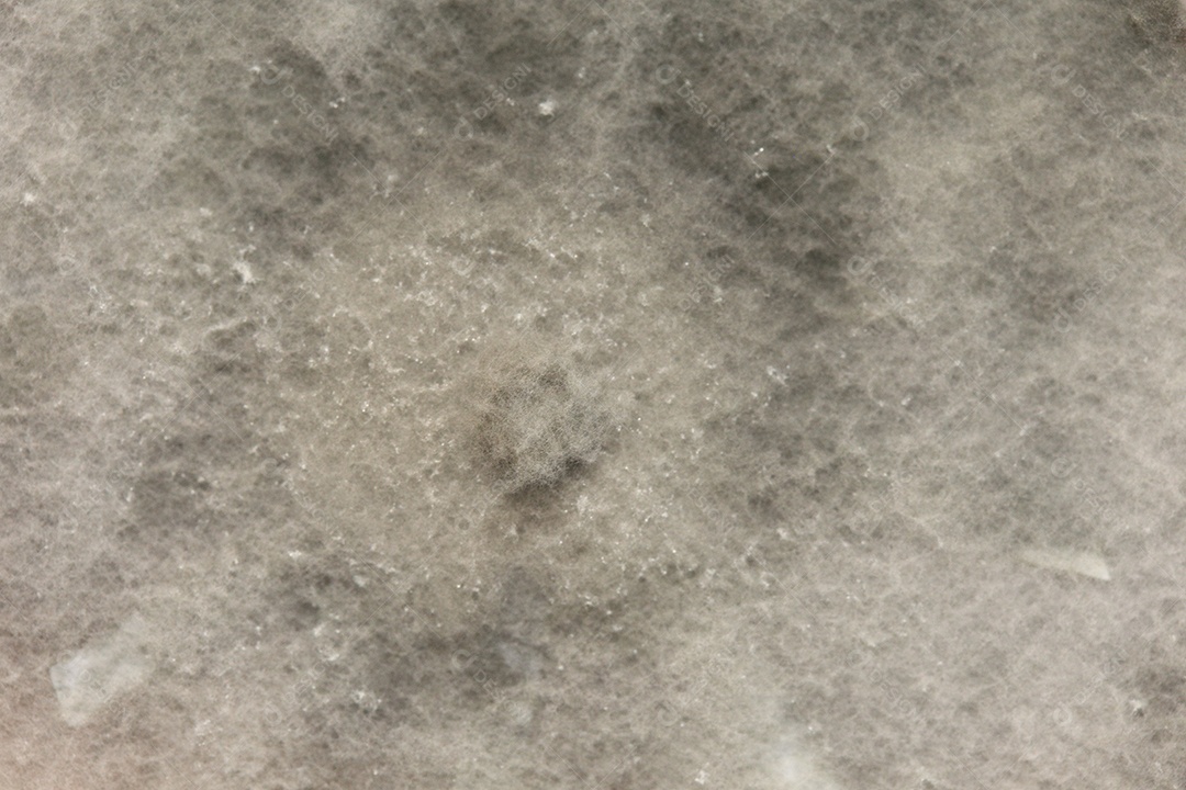 Microscópio fungos bactérias