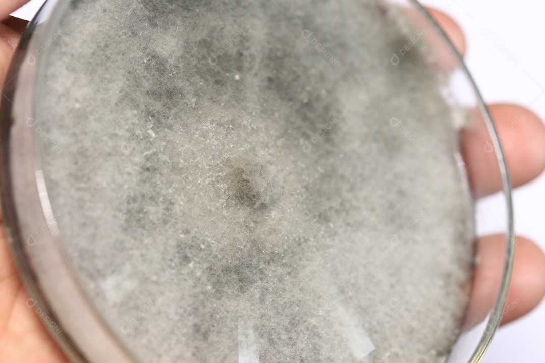 Microscópio fungos bactérias