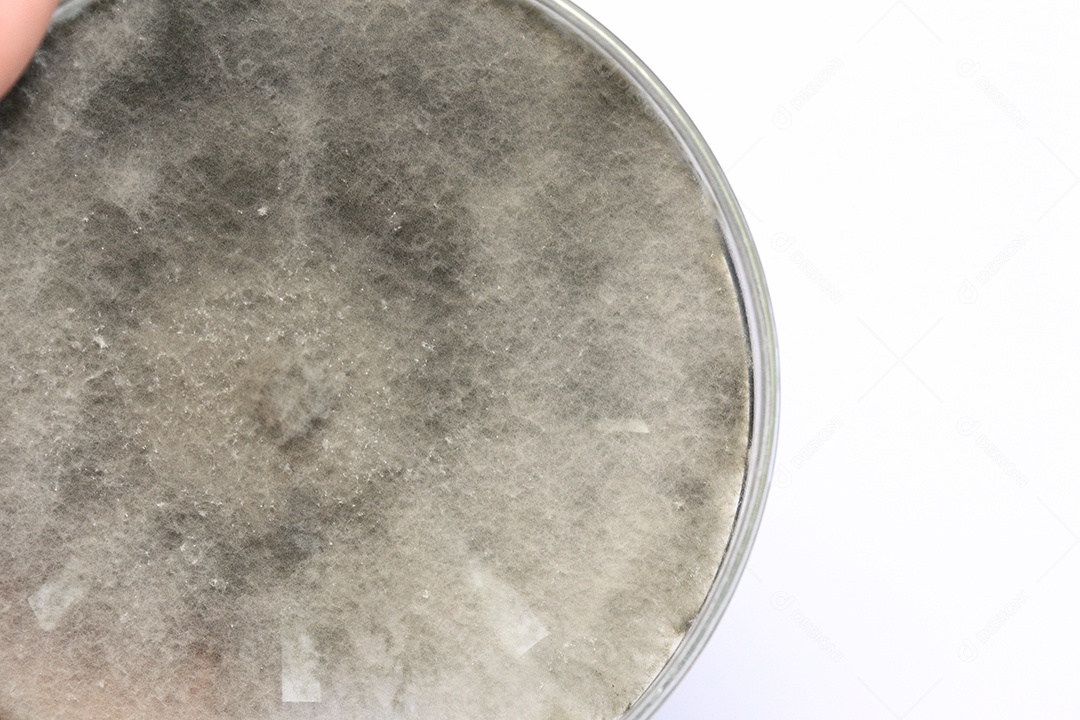 Microscópio fungos bactérias