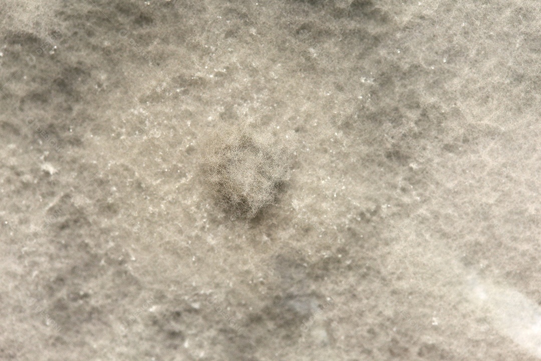 Microscópio fungos bactérias