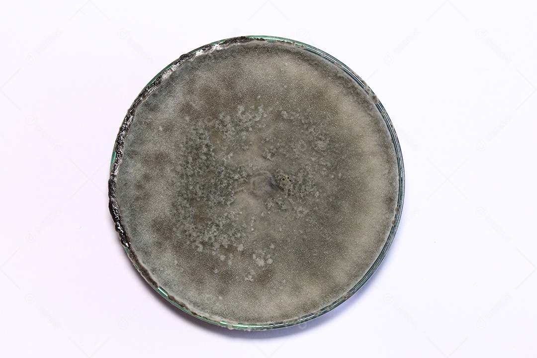 Microscópio fungos bactérias