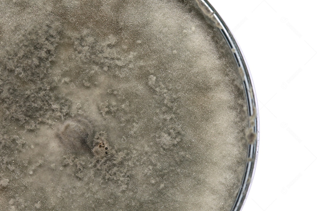 Microscópio fungos bactérias