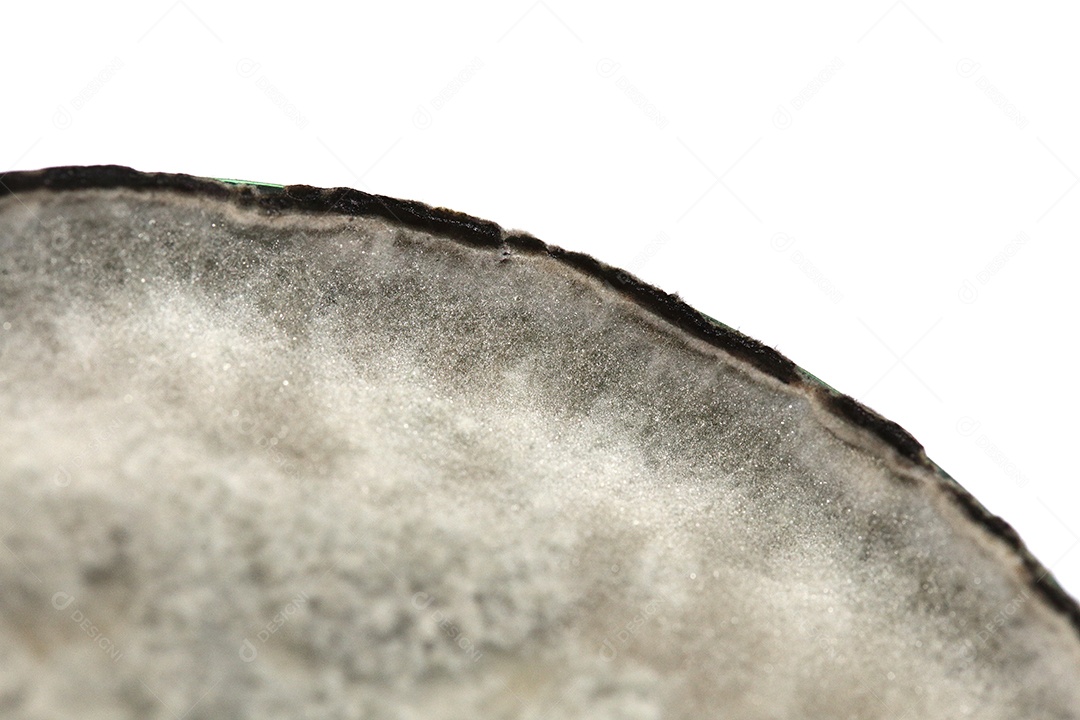 Microscópio fungos bactérias