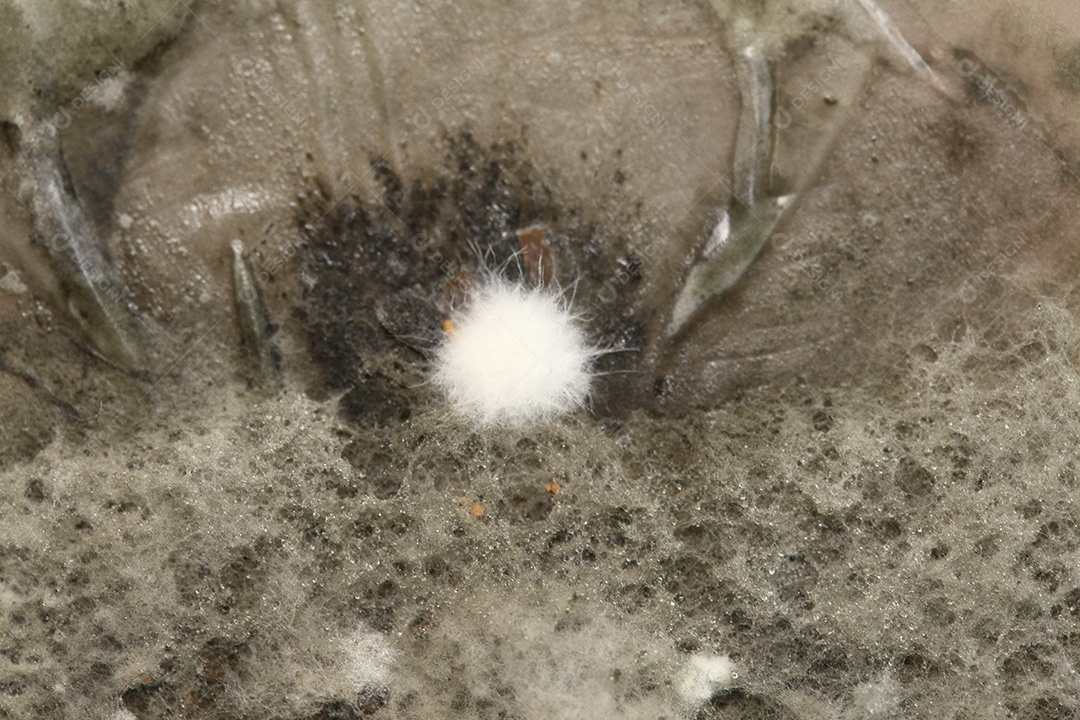 Microscópio fungos bactérias