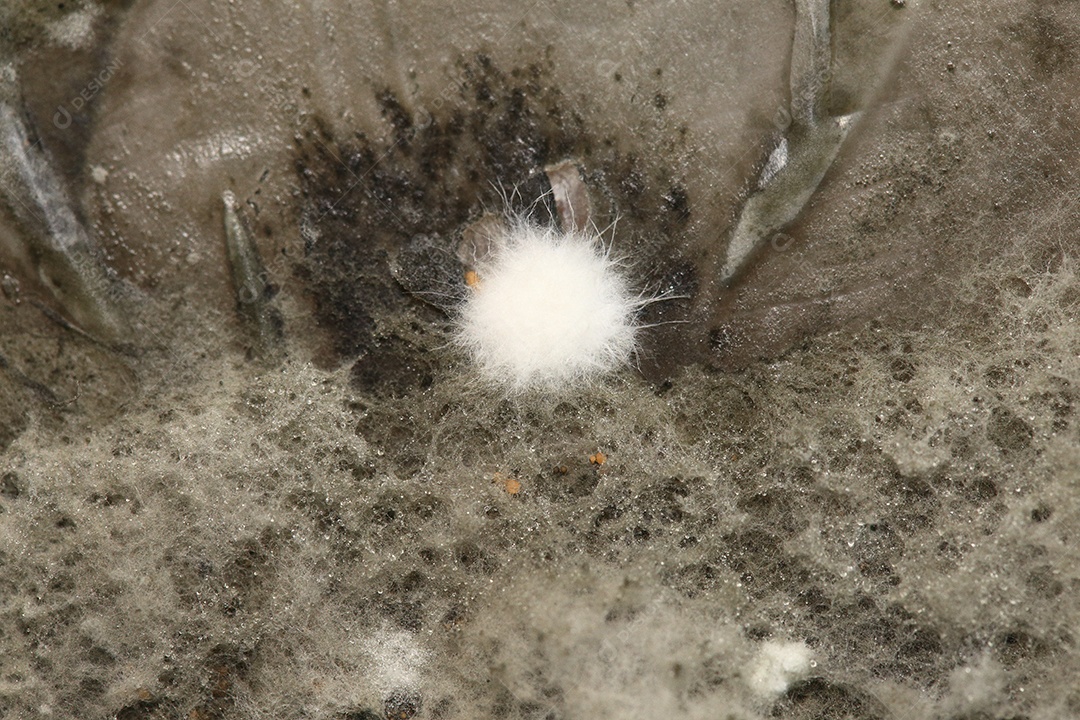 Microscópio fungos bactérias