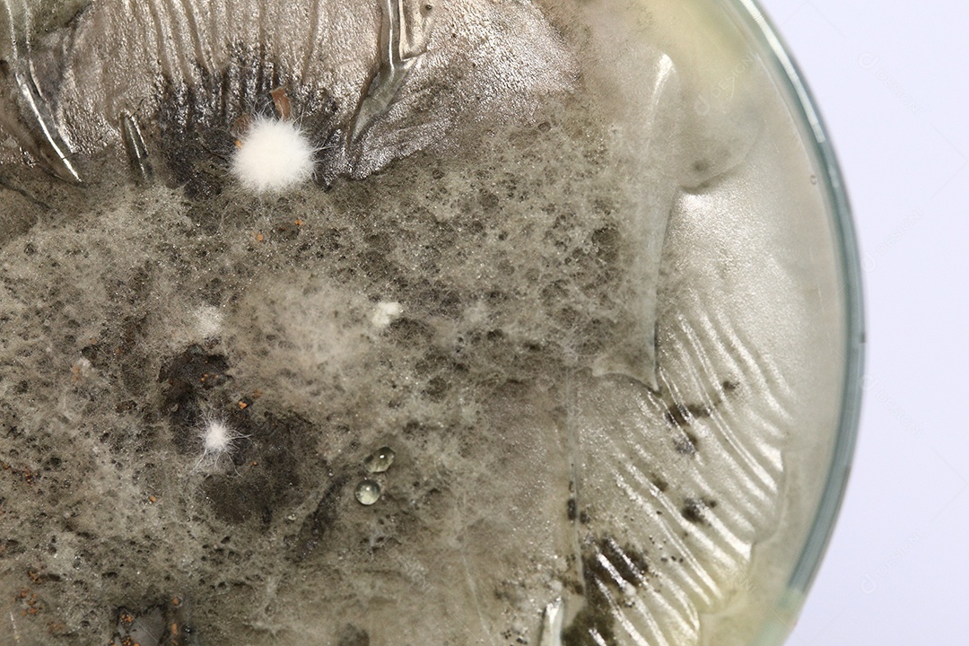 Microscópio fungos bactérias