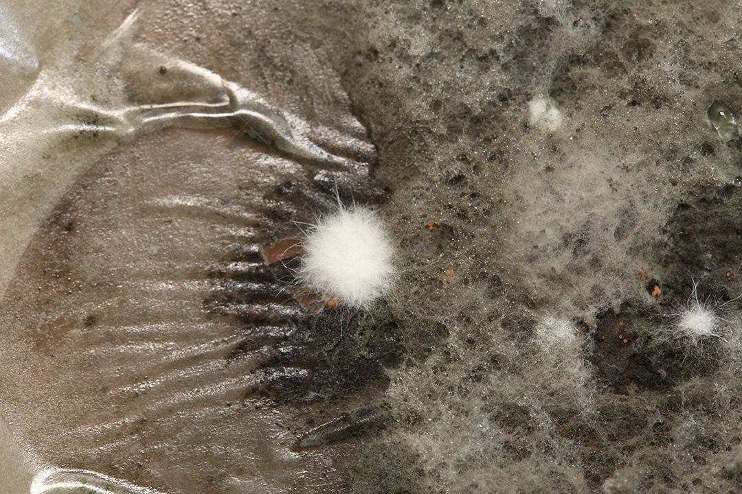 Microscópio fungos bactérias