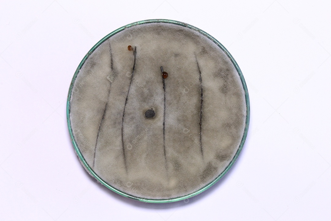 Microscópio fungos bactérias