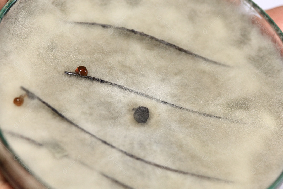 Microscópio fungos bactérias