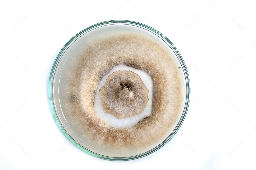 Microscópio fungos bactérias