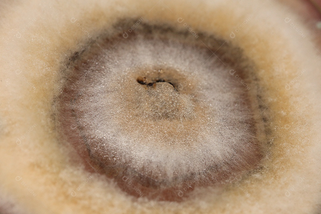 Microscópio fungos bactérias