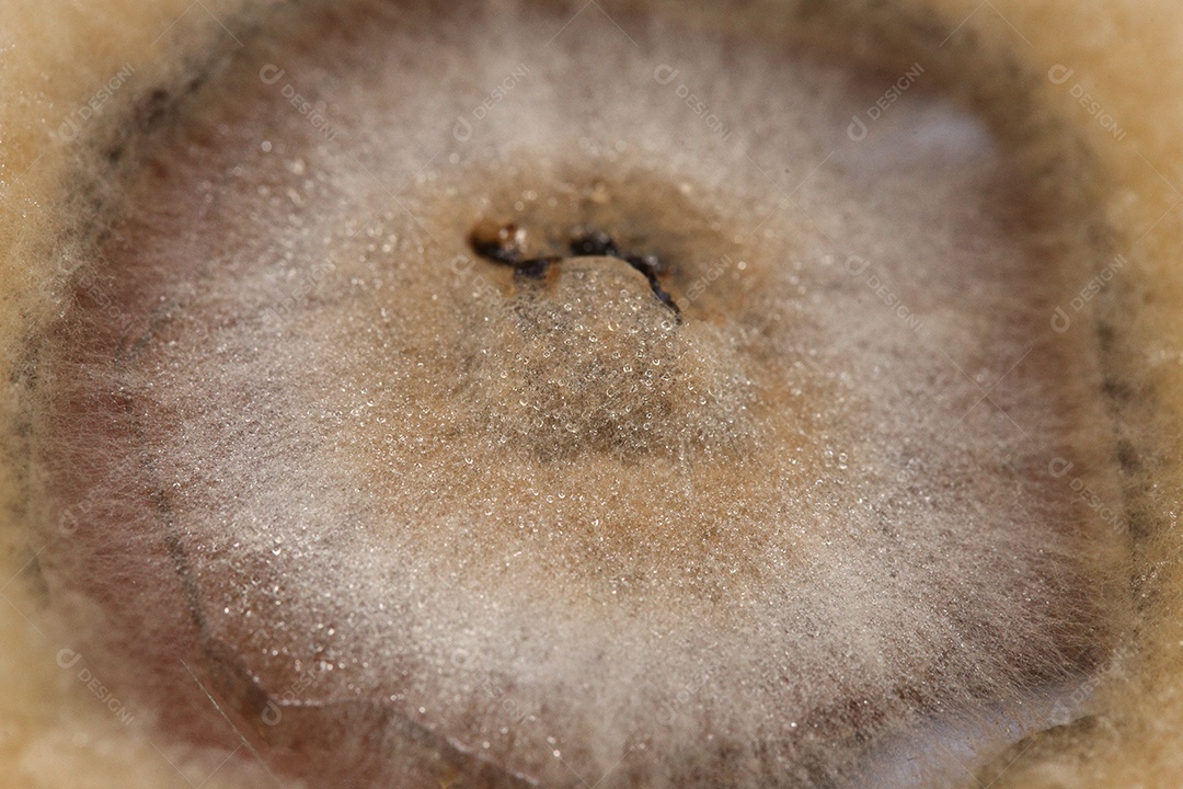 Microscópio fungos bactérias