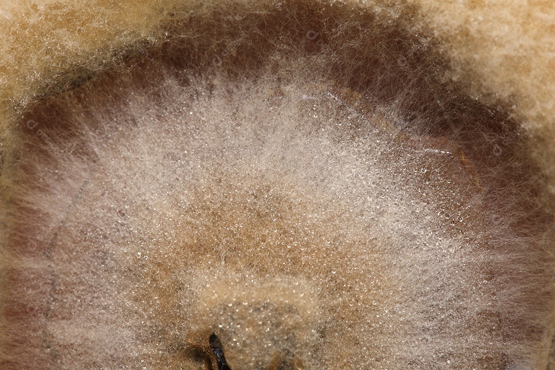 Microscópio fungos bactérias