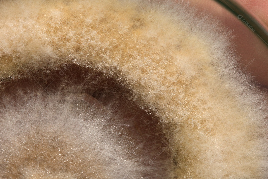 Microscópio fungos bactérias