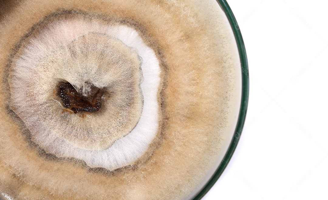 Microscópio fungos bactérias