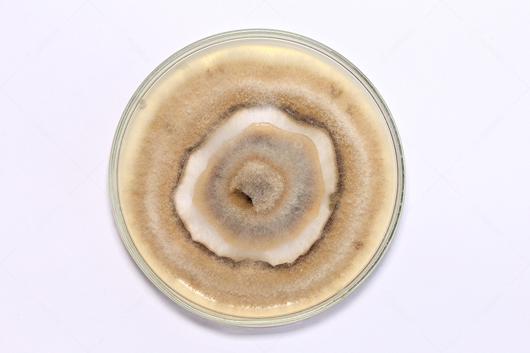 Microscópio fungos bactérias