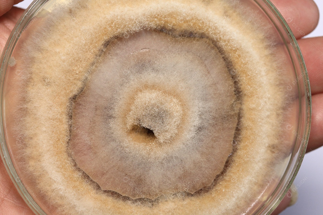 Microscópio fungos bactérias