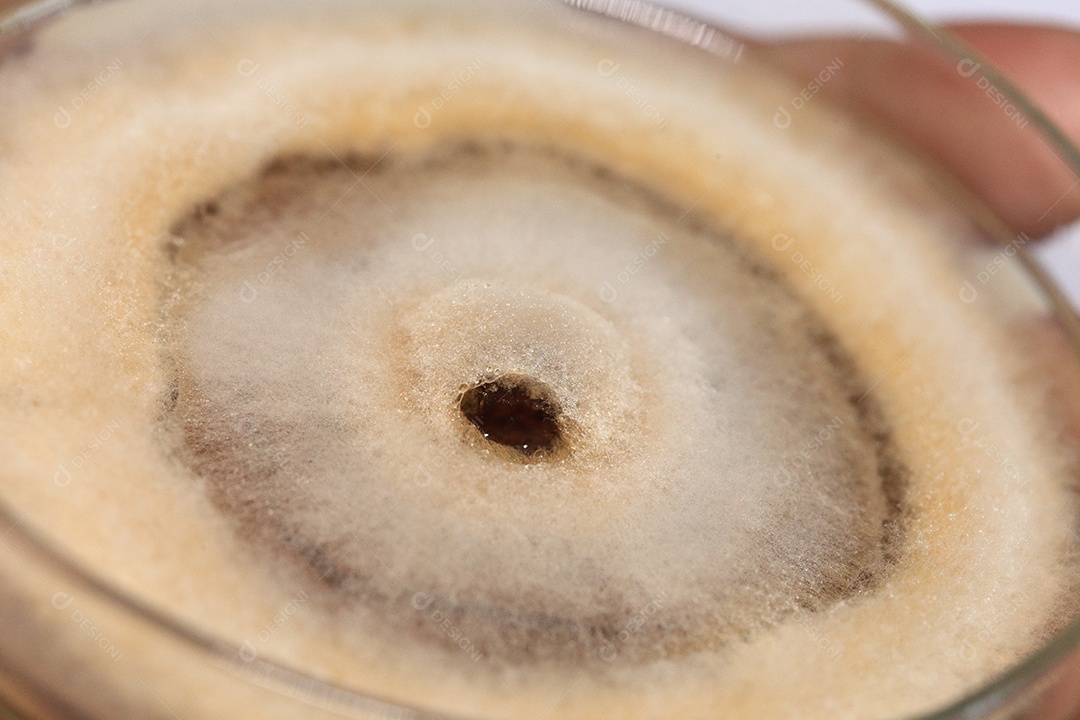 Microscópio fungos bactérias