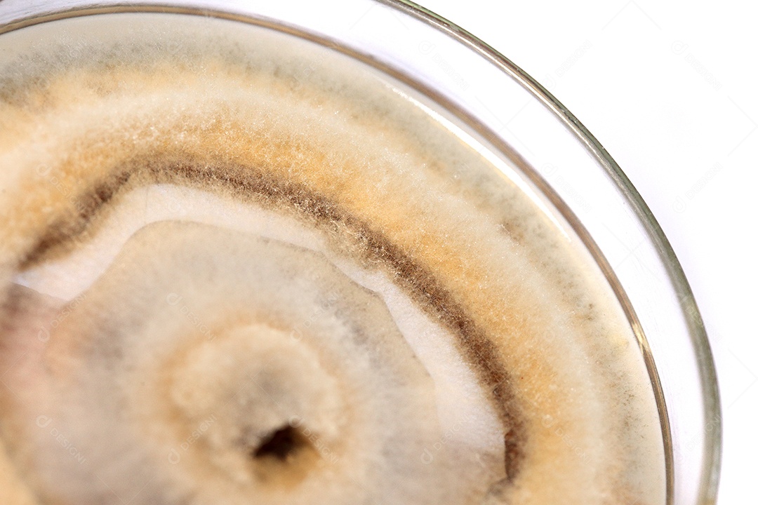 Microscópio fungos bactérias