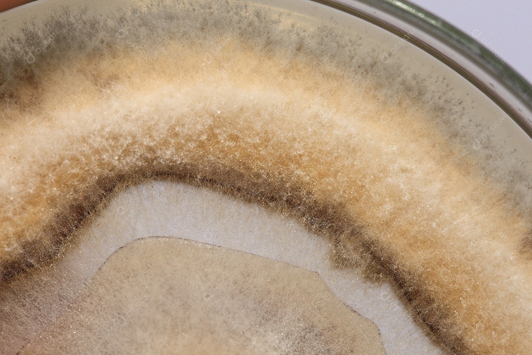 Microscópio fungos bactérias