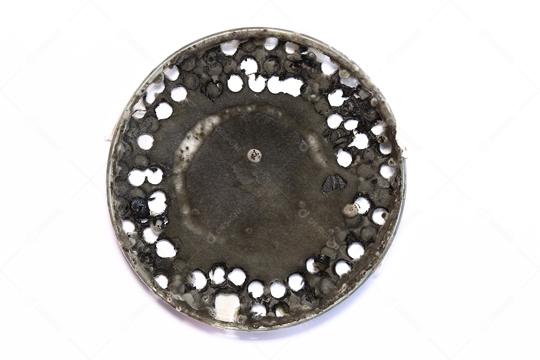 Pesquisa laboratoriais pesquisando fungos