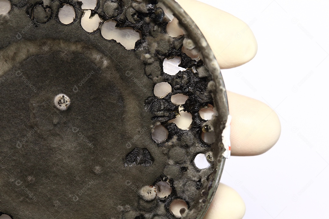 Pesquisa laboratoriais pesquisando fungos