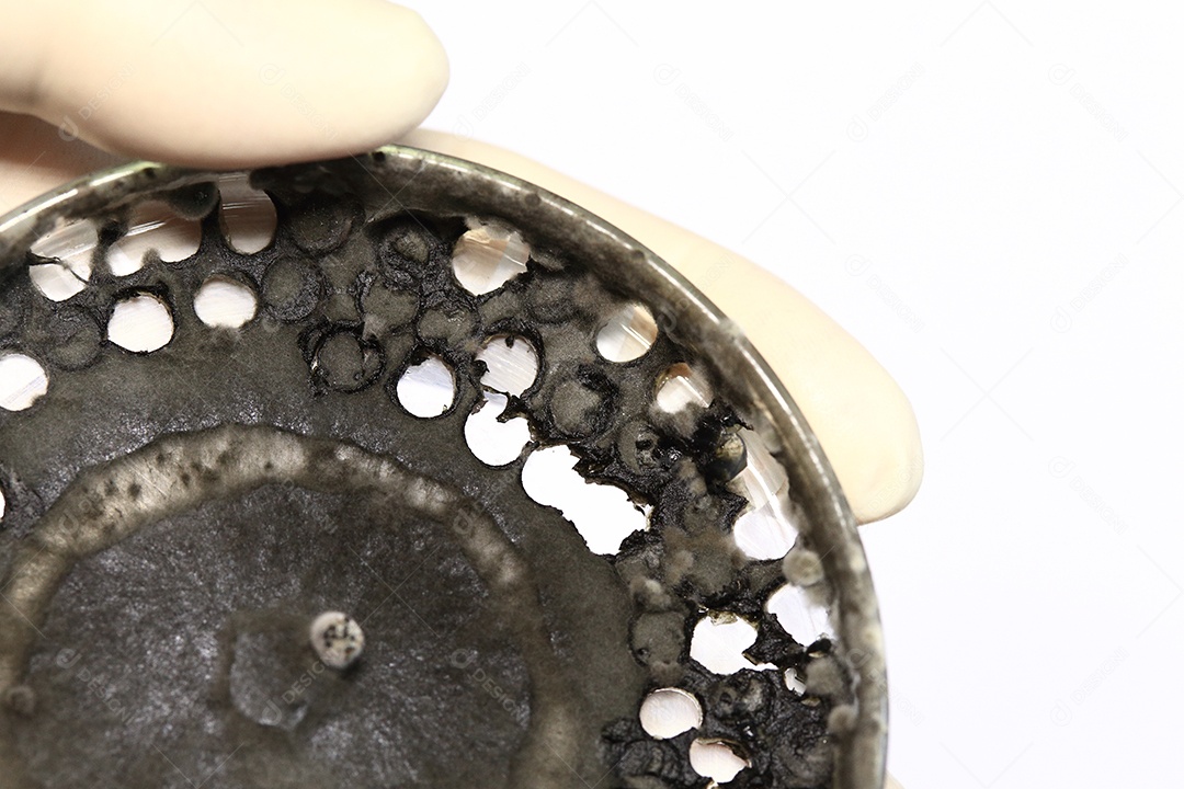 Microscópio fungos bactérias