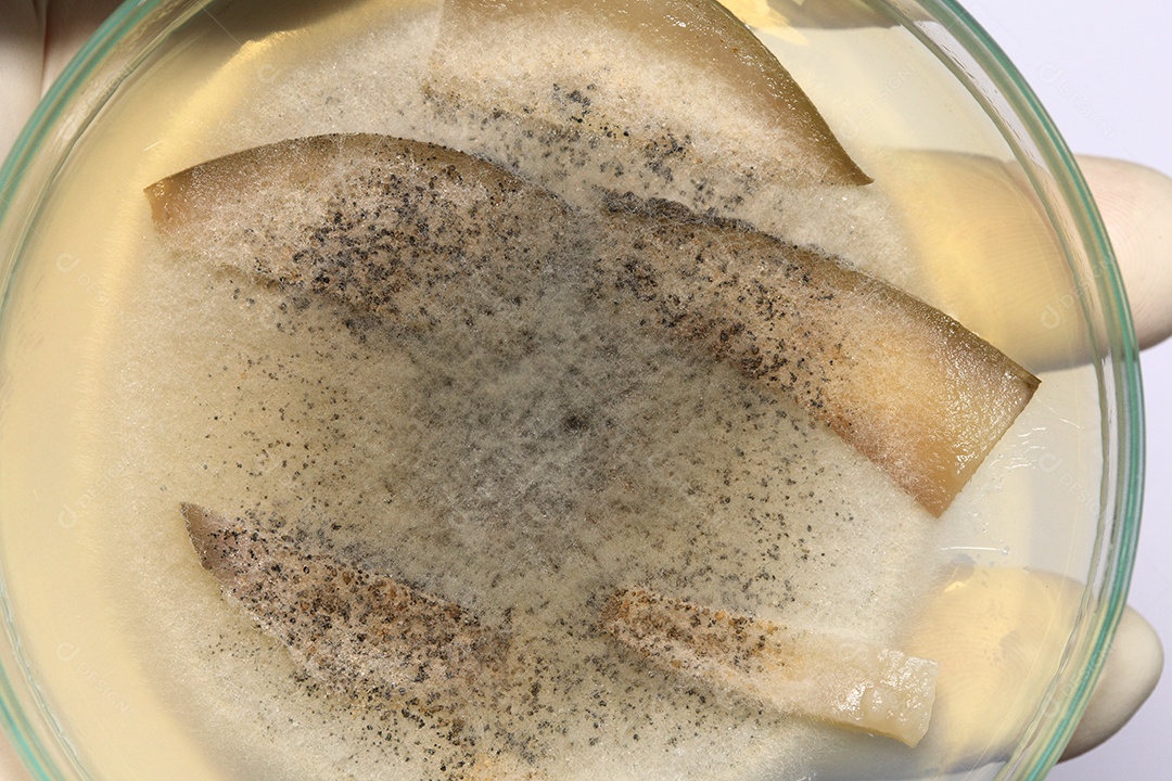 Microscópio fungos bactérias