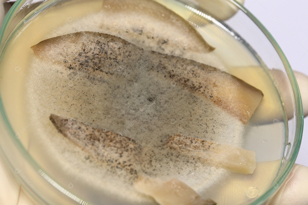 Microscópio fungos bactérias