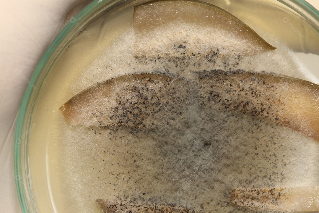 Microscópio fungos bactérias