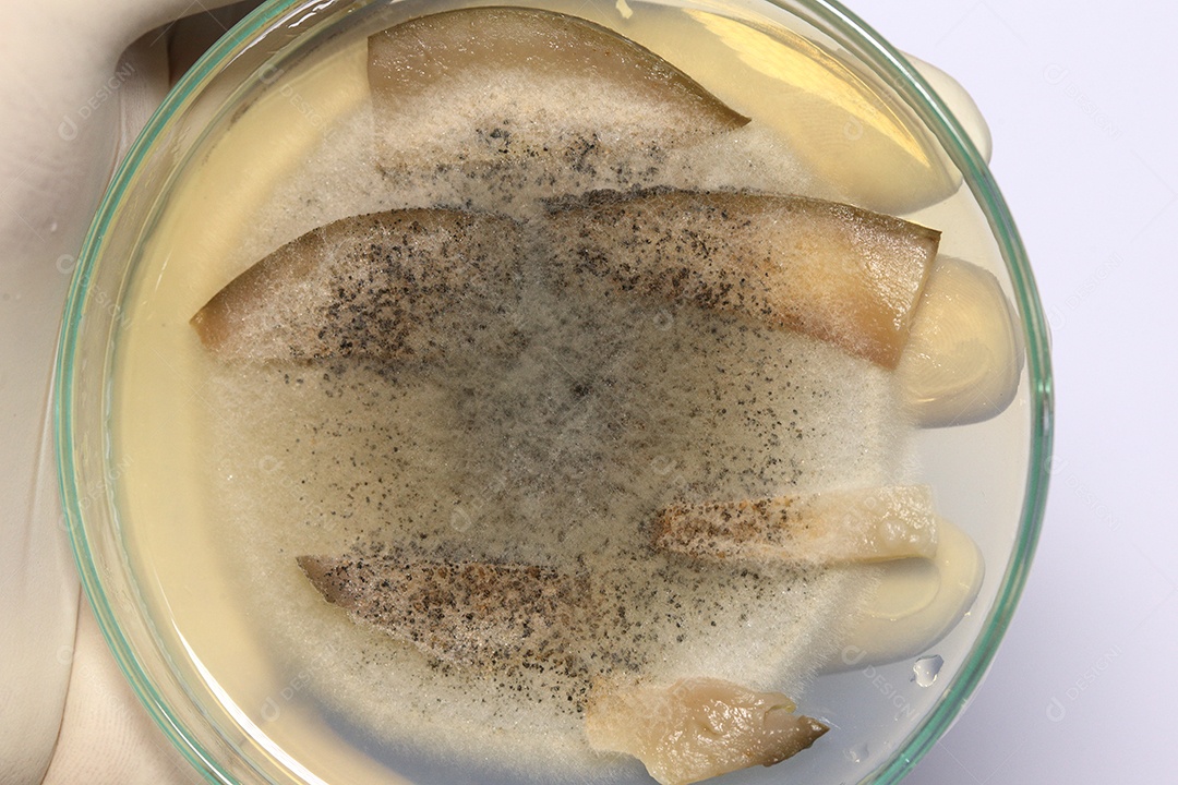 Microscópio fungos bactérias