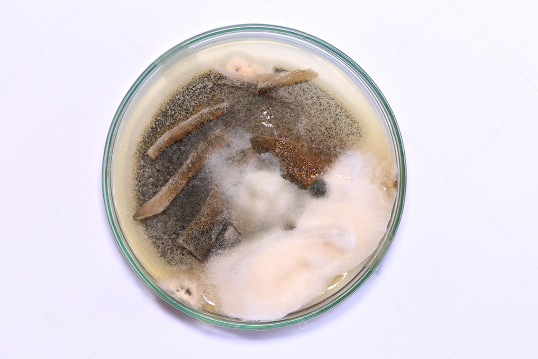 Microscópio fungos bactérias