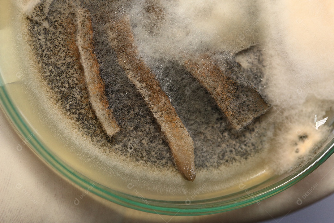 Microscópio fungos bactérias