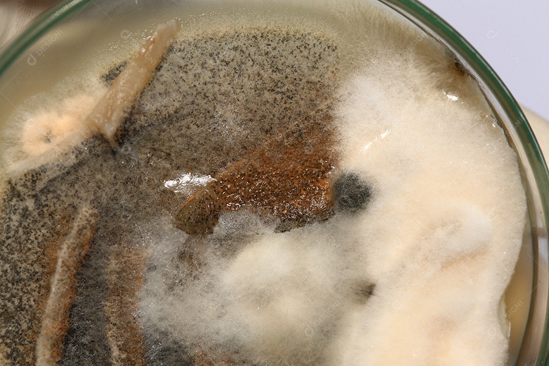 Microscópio fungos bactérias