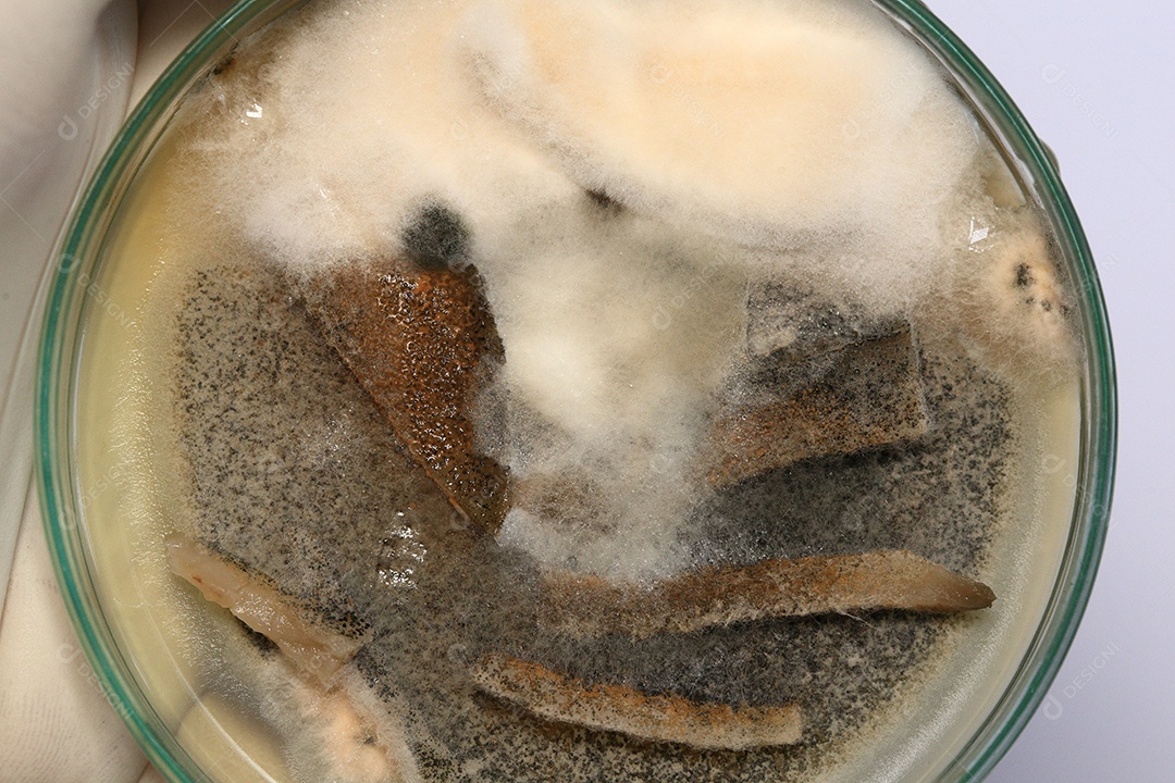 Microscópio fungos bactérias